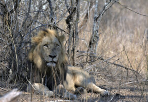 SAMUEL: Wildlife happenings around the world